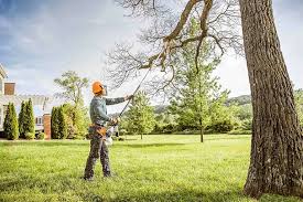 How Our Tree Care Process Works  in  Williams, AZ