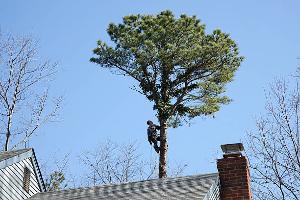 Best Leaf Removal  in Williams, AZ