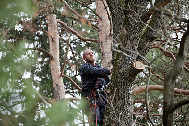 Best Tree Removal  in Williams, AZ